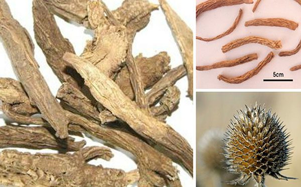 Hướng dẫn trị đau lưng mỏi gối bằng tục đoạn