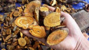 Cu cot khi 2 1200x675 1