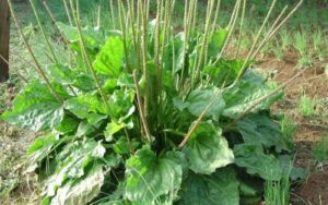 a341fe83 cay thuoc quyen luc nhat the gioi 1 e1530411844438