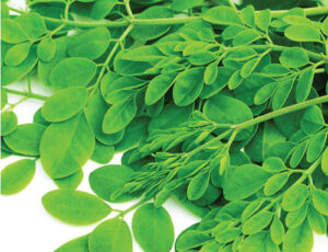 bat ngo voi tac dung cua cay chum ngay 1