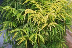 cay dinh lang va tac dung e1513593629497 1