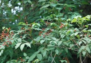 cay kim suong e1514027136588 1