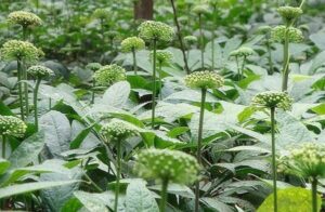 cay tam that e1596618204409 1 50