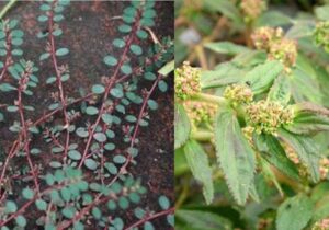 co sua e1590656705976 1