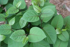 cot khi cu e1514175911923 1