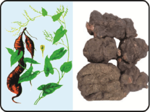 ha thu o e1598696930121 1