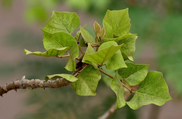 Cây thuốc Hải đồng bì