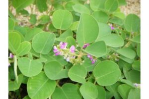 kim tien thao vi thuoc tan soi 103 800x533 e1513487983288 1