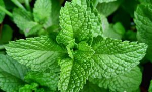 la bac ha e1593074687785 1