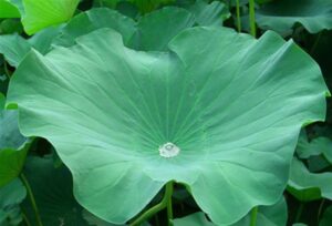 Lá sen có tác dụng thanh thử nhiệt, an thần