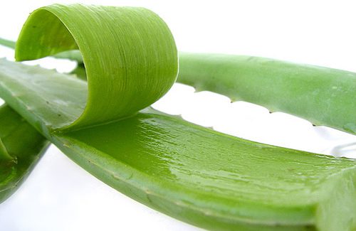 Tác dụng điều trị bỏng hiệu quả từ nha đam