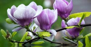 nhung loai thao duoc tu nhien chua xo gan hieu qua