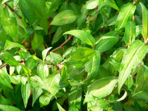 rau ram tri nhieu benh 1