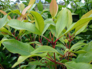 thoat khoi benh dau xuong khop nho cay dinh huong 1