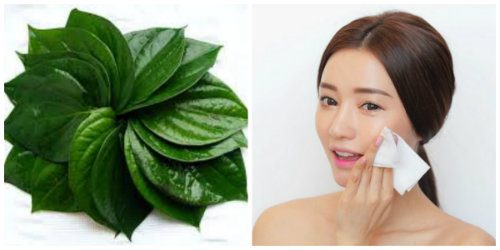 Dùng lá trầu không để trị nám là cách làm hiệu quả