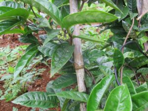 10371525 239930452869358 9008454237360617904 n 2