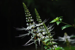 cay rau meo tri soi than