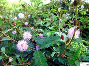 cay xau ho 1024x768 1