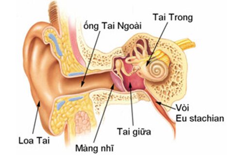 Cùng Dược sĩ Cao đẳng tìm hiểu nguyên nhân của bệnh viêm ống tai ngoài