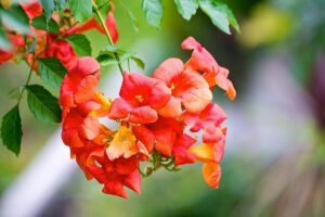 hoa lang tieu va nhung bai thuoc tri benh hieu qua 2