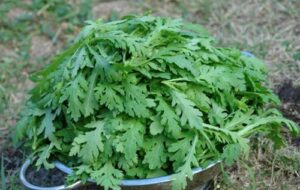 rau cai cuc va nhung loi ich bat ngo it biet2 2