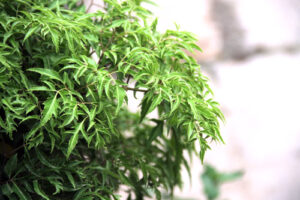 tac dung cua cay dinh lang 2