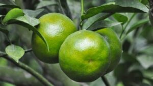 vo quyt 1 e1602063715888