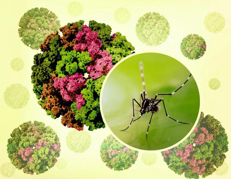 chikungunya 1