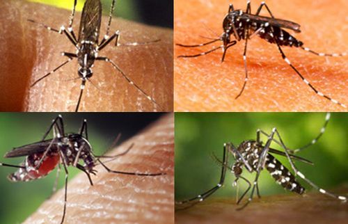 Đường truyền nhiễm bệnh sốt xuất huyết Dengue