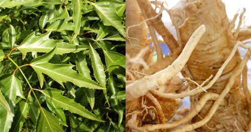 Các bài thuốc dân gian từ cây đinh lăng
