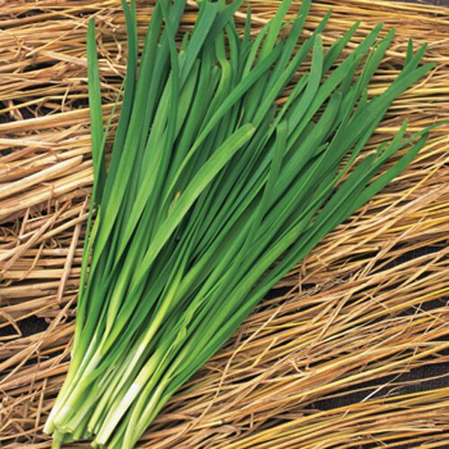 Chữa nhức răng từ cây hẹ