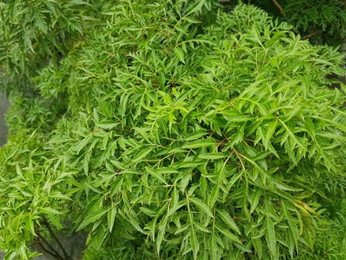 Một số thông tin về cây đinh lăng