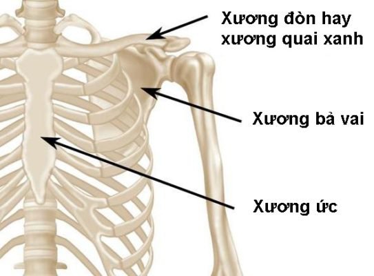 Hình ảnh vị trí xương quai xanh