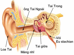 11 viem tai giua 4