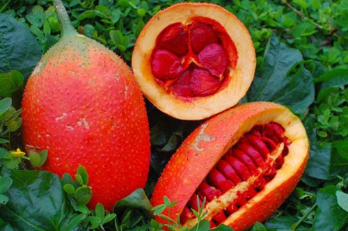 Gấc thường được trồng khá phổ biến ở nước ta