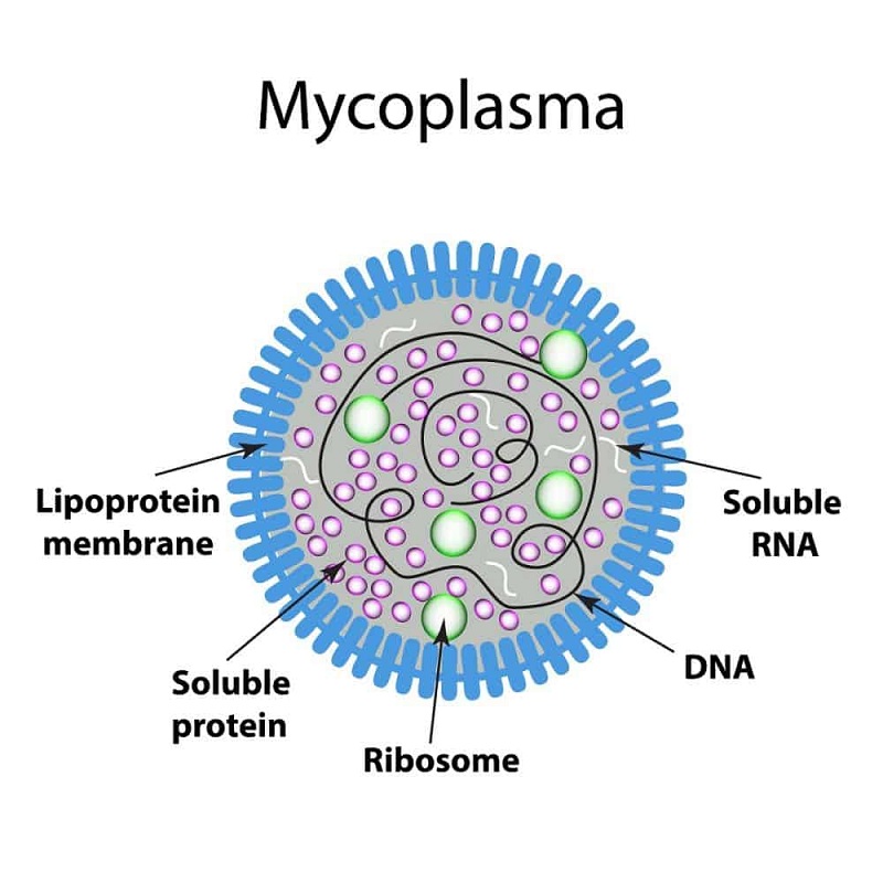 20200421 mycoplasma 1 4
