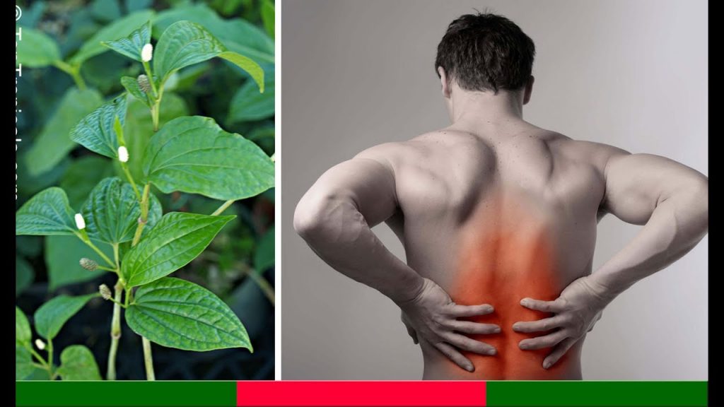 5 bài thuốc quý chữa bệnh thoát vị đĩa đệm