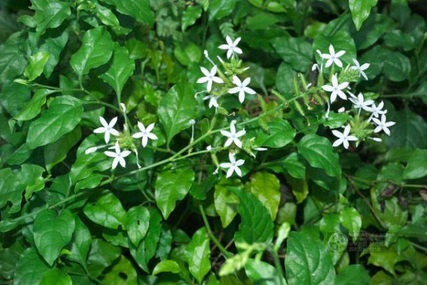 Bạch tuyết hoa trị bệnh hiệu quả