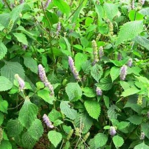 Chữa trị viêm mũi dị ứng bằng phương pháp thảo dược