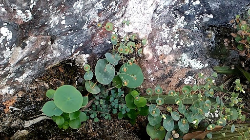 Cây ban lá dính vị cay, đắng, the, tính lạnh