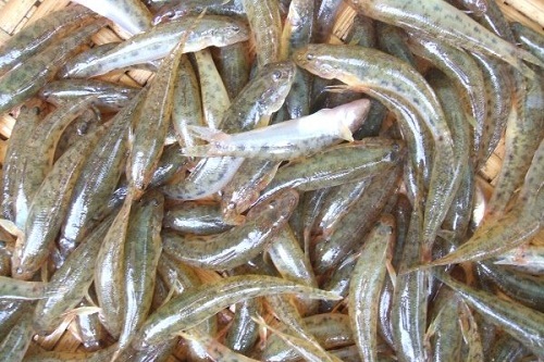 ca bong mon ngon lam thuoc 1
