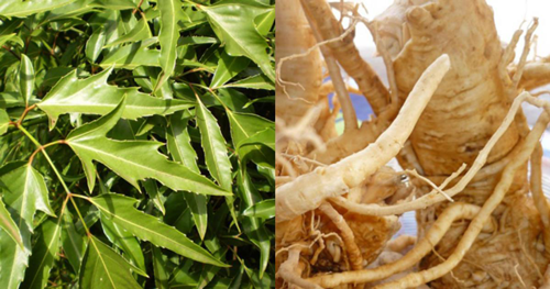 cac bai thuoc dan gian tu cay dinh lang