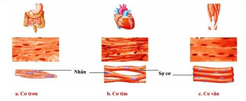 3 loại cơ trong cơ thể người