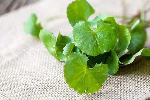 Khám phá những bài thuốc trị bệnh từ cây rau má