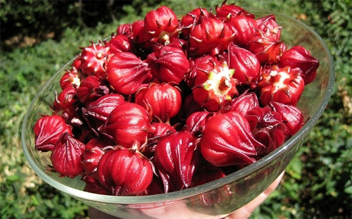 Cảnh báo tác hại khi lam dụng atisso