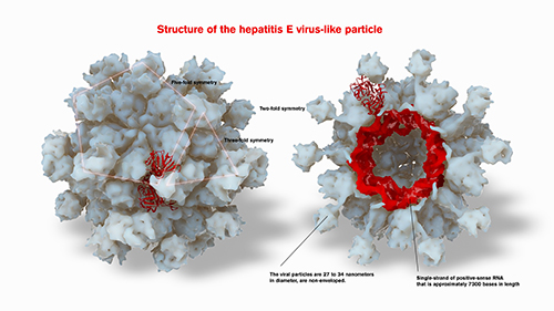 Nhưng thông tin cần biết trong việc điều trị viêm gan virus E