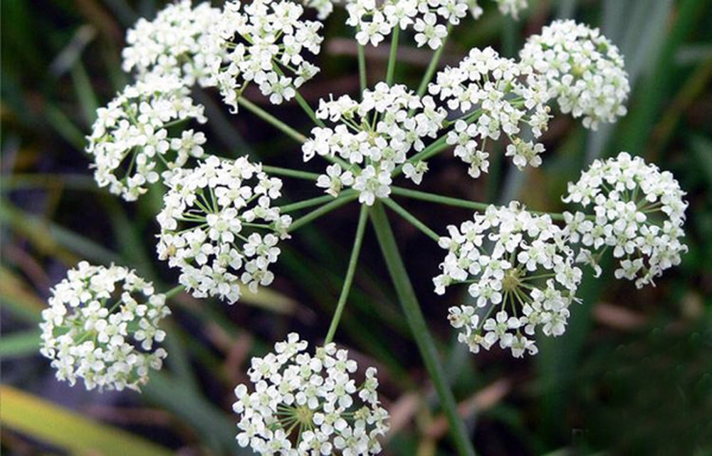 Cây Cần độc (Hemlock)
