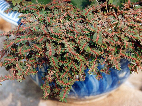 Cây cỏ sữa lá nhỏ