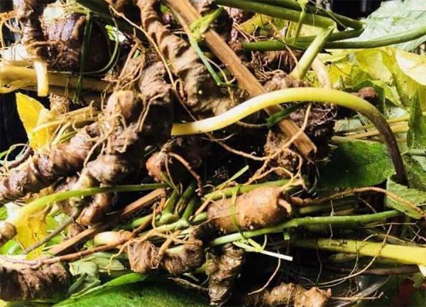Rễ tam thất được sử dụng trong nhiều bài thuốc và món ăn thuốc