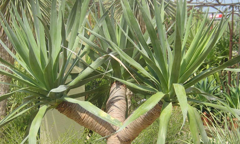 Cây xó nhà